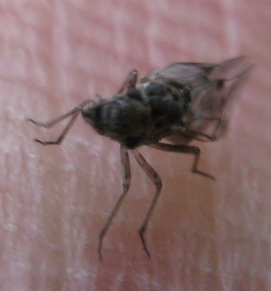 Psocoptera