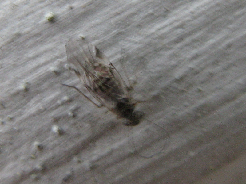 Psocoptera