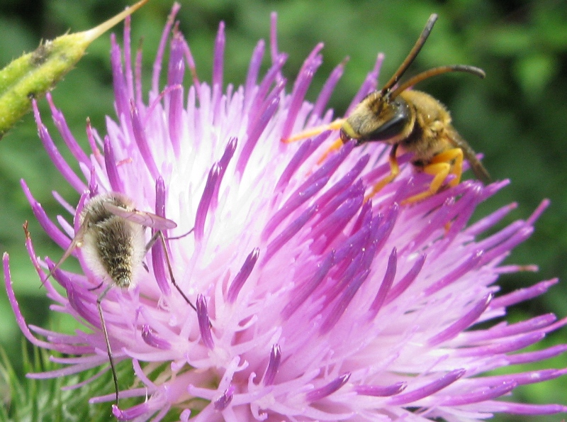 halictus scabiosae