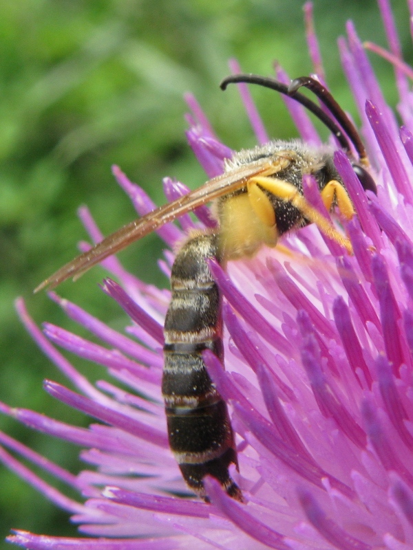 halictus scabiosae