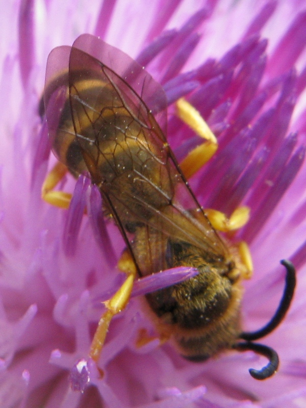 halictus scabiosae