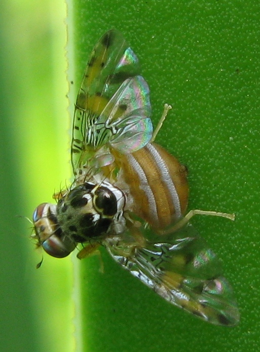 Ceratitis capitata (Tephriyidae)