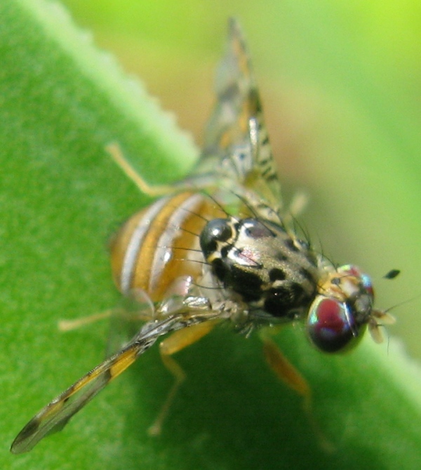 Ceratitis capitata (Tephriyidae)