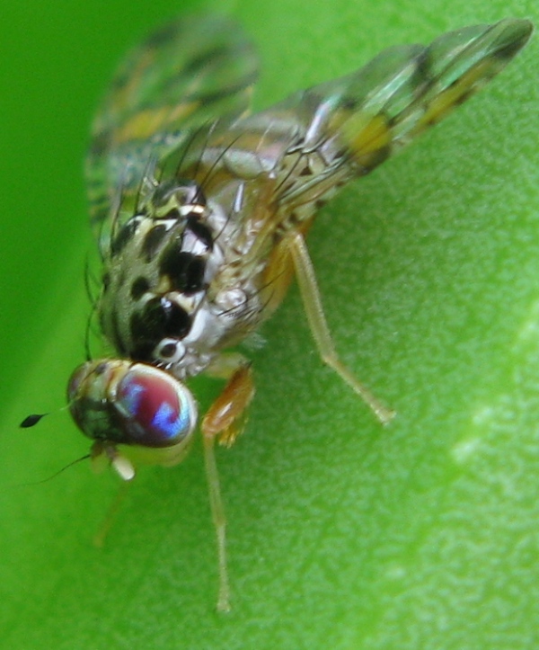 Ceratitis capitata (Tephriyidae)