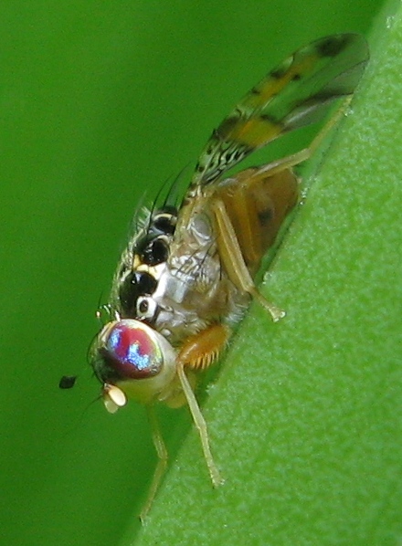 Ceratitis capitata (Tephriyidae)