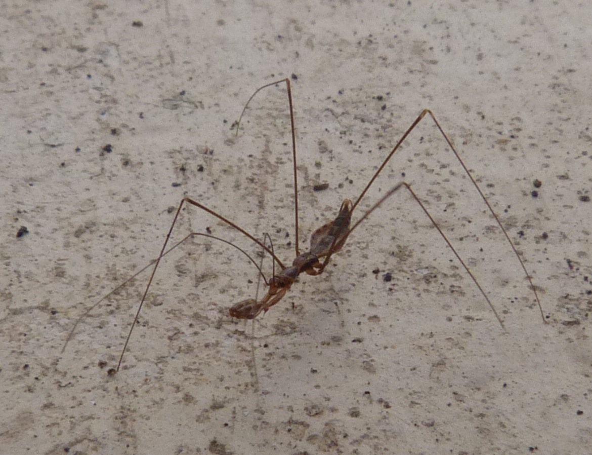 Reduviida: Ploiaria domestica di Stromboli