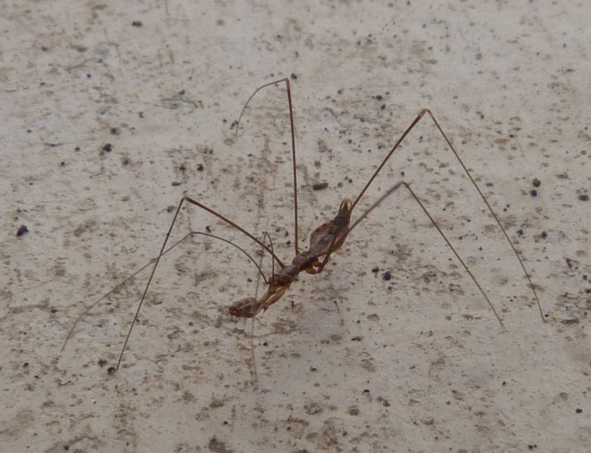 Reduviida: Ploiaria domestica di Stromboli