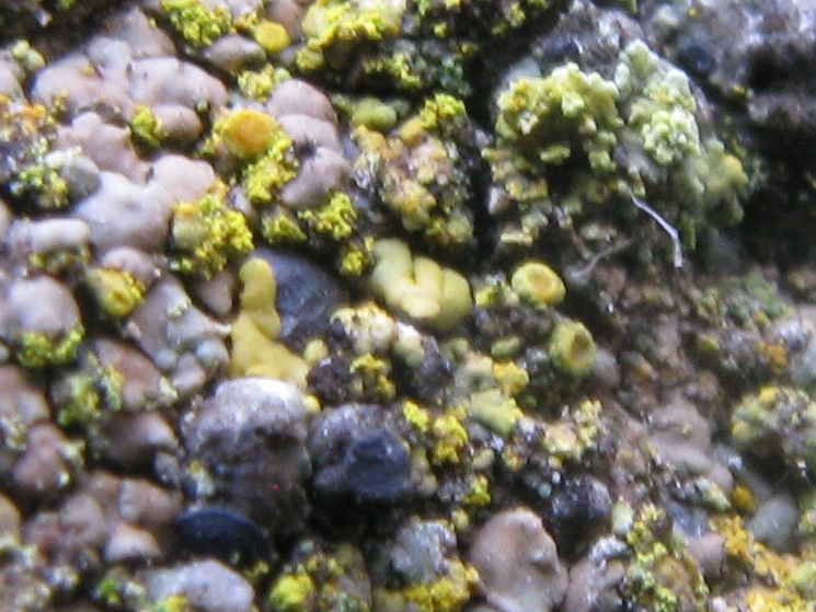 Minestroni..