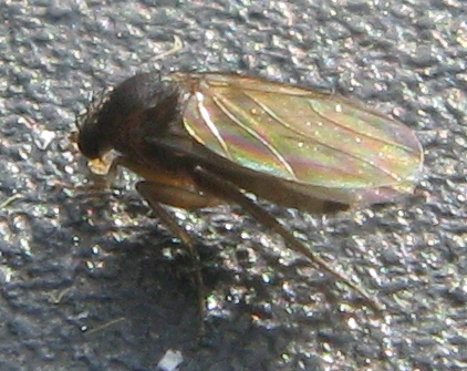 Phoridae ??