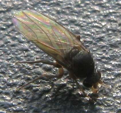 Phoridae ??