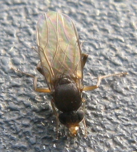 Phoridae ??