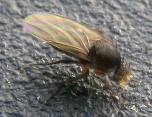 Phoridae ??
