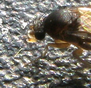 Phoridae ??