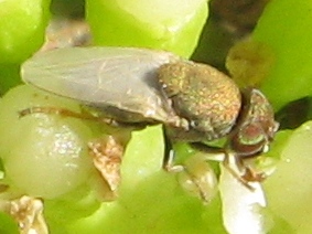 Hecamede albicans (Ephydridae).