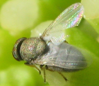 Hecamede albicans (Ephydridae).
