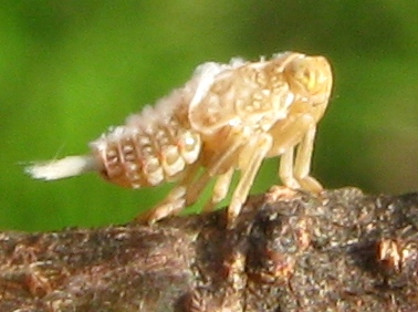 Prima neanide del 2011 ?...probabile ninfa di Issidae sp.