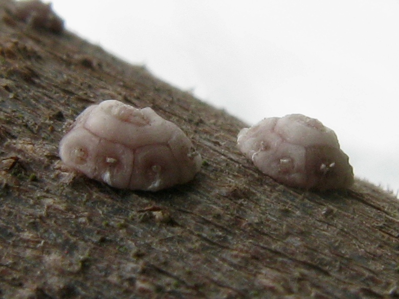 Ceroplastes rusci (=nerii)