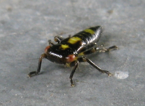 Rhytidodus decimusquartus