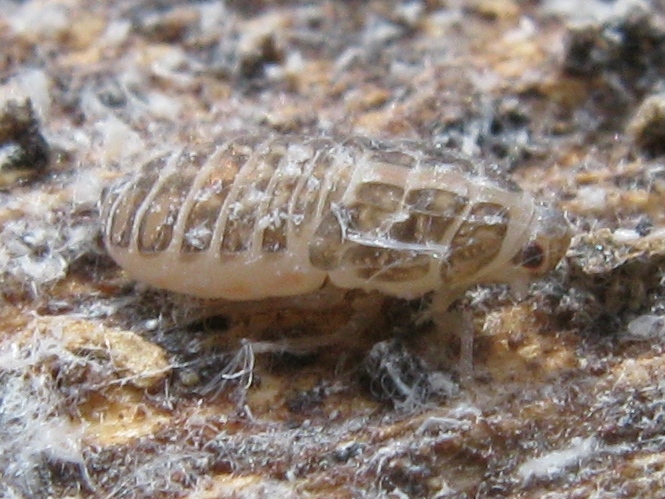 altre ninfe..Famiglia Achilidae, Cixidia sp. dalla Campania