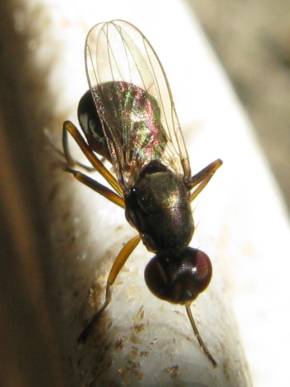 Sepsidae