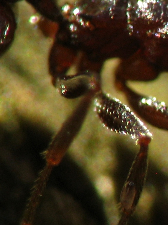 Crematogaster S. con parassiti ??