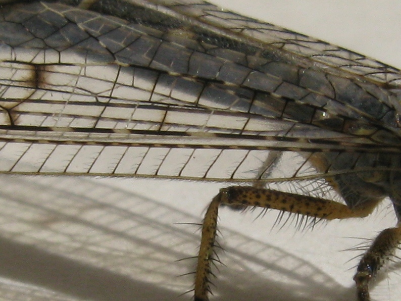 Distoleon tetragrammicus