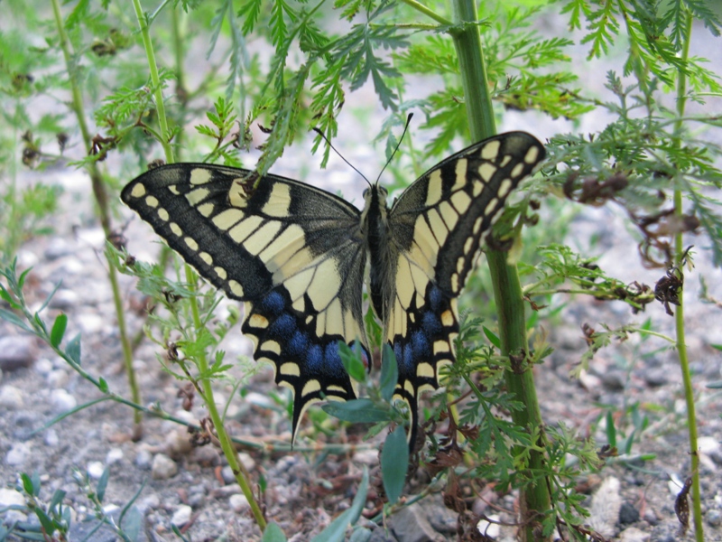 Papilio machaon