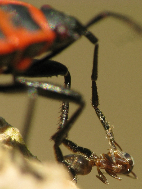 Pyrrhocoris e formica: incastro fortuito