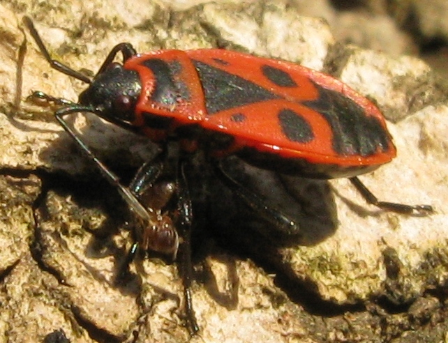 Pyrrhocoris e formica: incastro fortuito