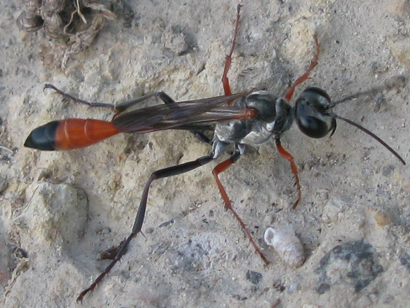 Ammophila cfr heydeni
