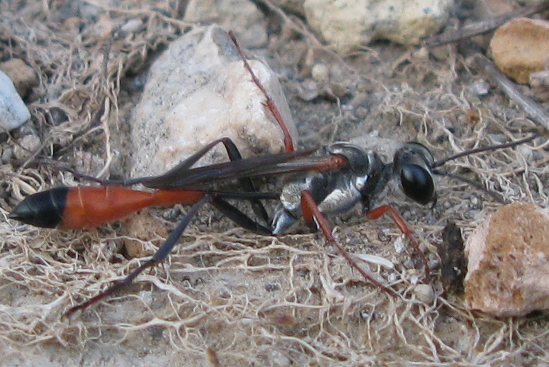Ammophila cfr heydeni