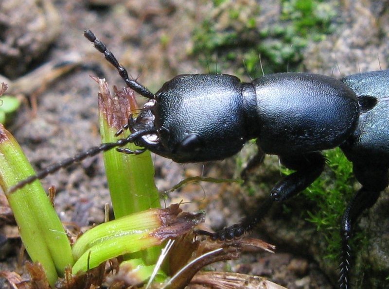Ocypus ophtalmicus