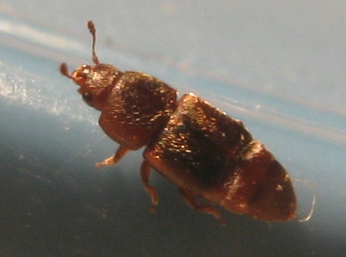 Stafilinide ? No. Nitidulidae