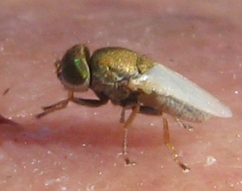 Hecamede albicans (Ephydridae).