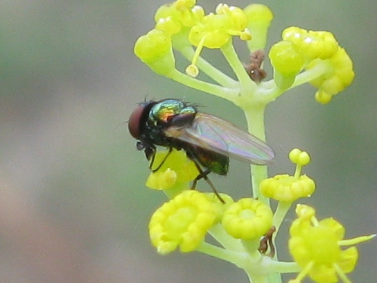 Lamprolonchaea smaragdi  (Lonchaeidae)