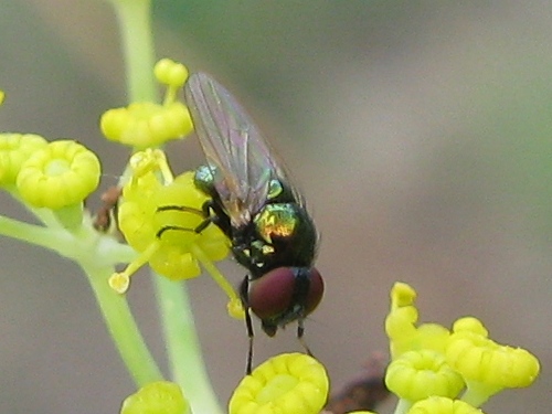 Lamprolonchaea smaragdi  (Lonchaeidae)