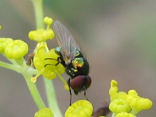 Lamprolonchaea smaragdi  (Lonchaeidae)