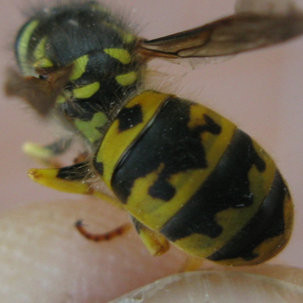 Vespula germanica