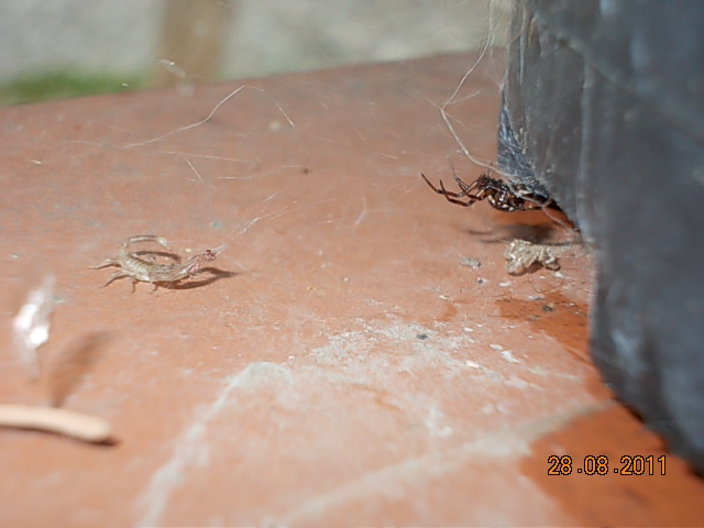 ragno (Steatoda sp?) si pappa scorpioncino
