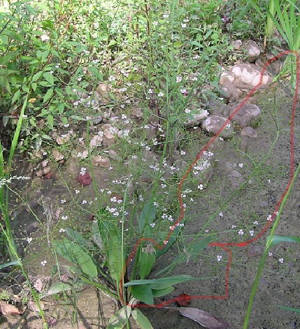 Alisma plantago-aquatica
