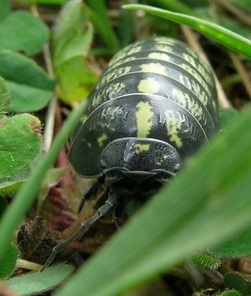 spero sia il settore giusto. Identificazione
