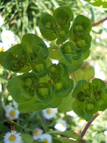 Euphorbia ?- Euphorbia helioscopia