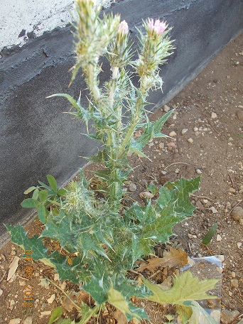 cardo dei lanaioli ? no, Carduus cfr. pycnocephalus