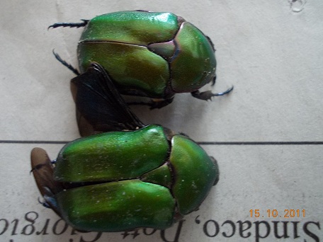 Protaetia cuprea