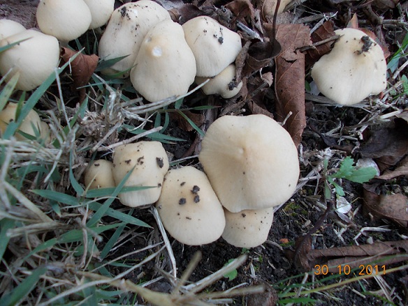 funghi da determinare