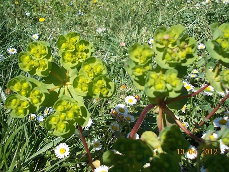 Euphorbia ?- Euphorbia helioscopia
