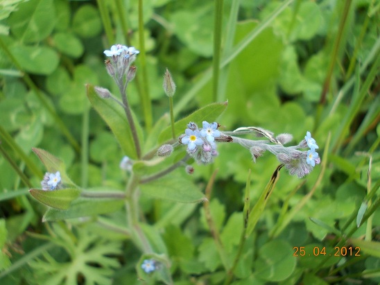 da determinare  piccolo fiore azzurro - Myosotis sp