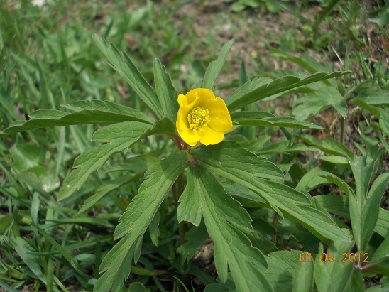 determinare3 - Anemonoides ranunculoides