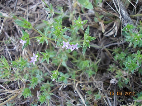 Sherardia arvensis