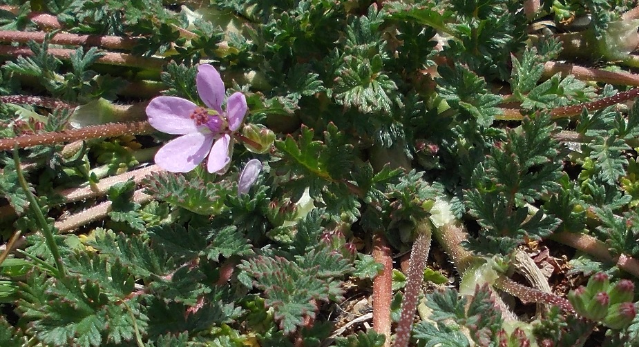 Geranium ? - Erodium cfr. cicutarium
